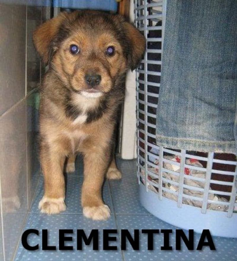 Clementina: cucciola di cane in regalo