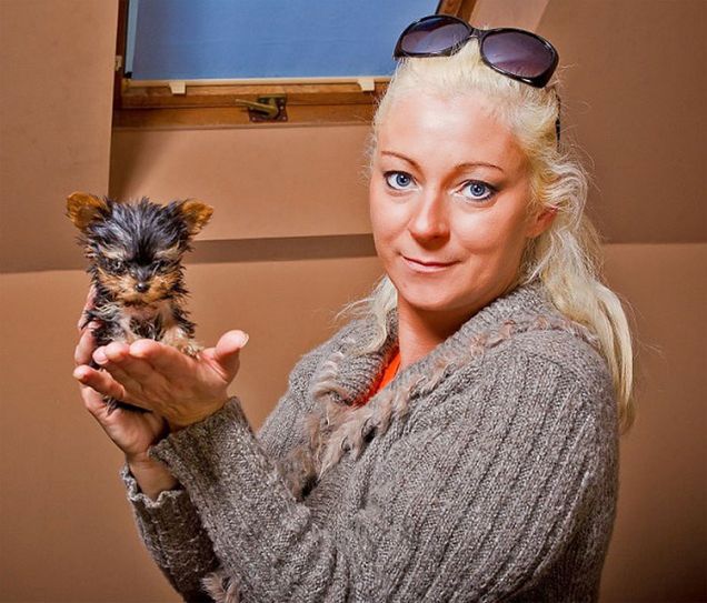 Yorkshire Terrier Toy: il cane più piccolo del mondo