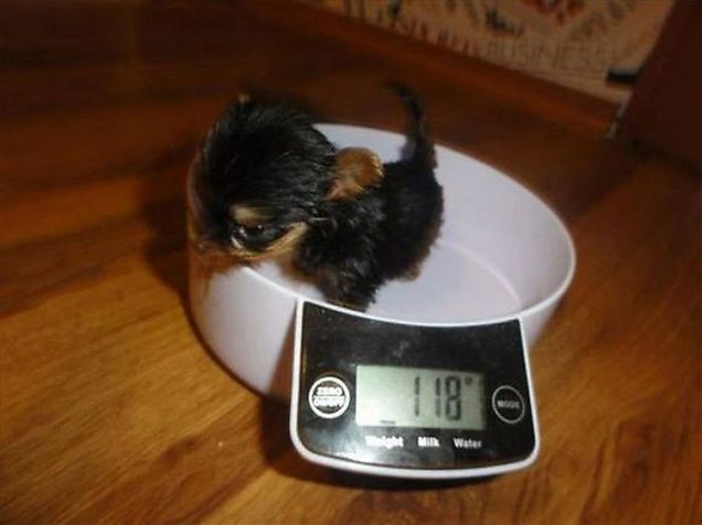 Il Yorkshire Terrier Toy più piccolo del mondo