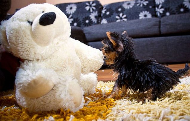 Yorkshire Terrier Toy: cane di piccola taglia