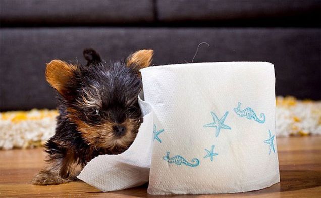 Meysi, il cucciolo di razza Yorkshire Terrier Toy più piccolo del mondo