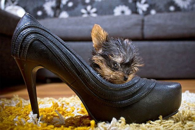 Yorkshire Terrier Toy: il cucciolo che entra in una scarpa