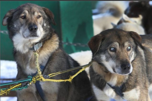 Poncho e Gonzo, i due cani da slitta fratelli