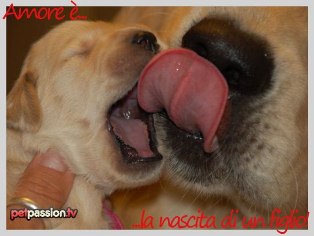 Cartolina S. Valentino: Amore è la nascita di un figlio!