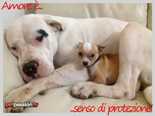 Cartolina S. Valentino: Amore è protezione!