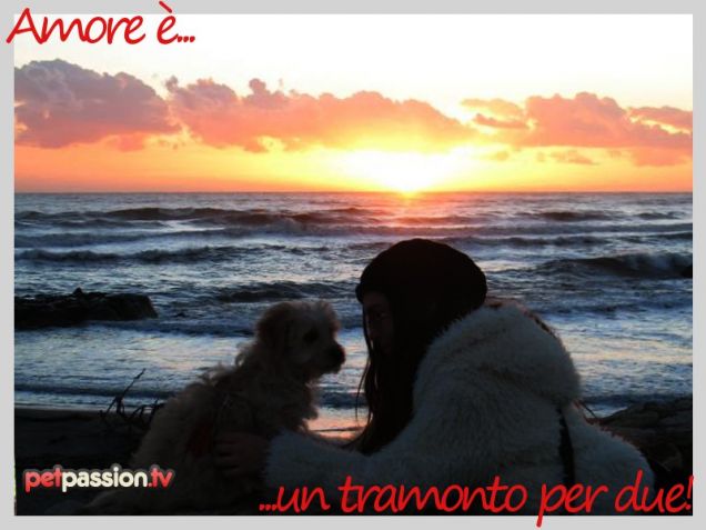 Cartolina S. Valentino animali: Amore è un tramonto per due!