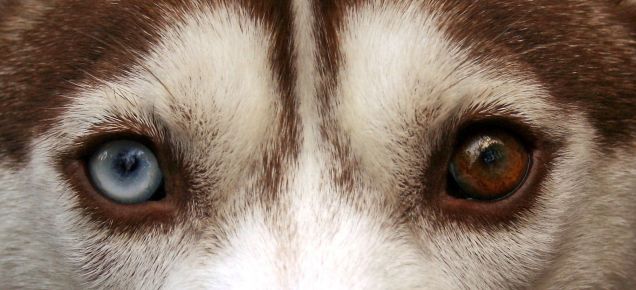 Siberian Husky con occhi diversi