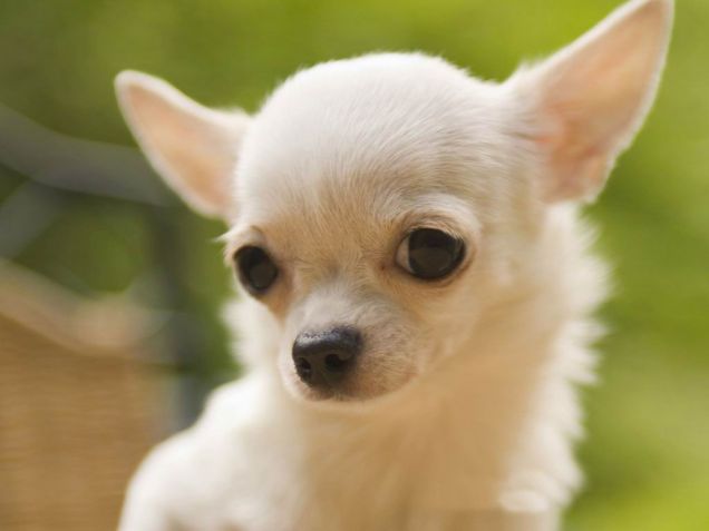 Chihuahua bianco