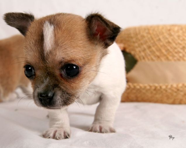 Cucciolo di Chihuahua Mini particolour