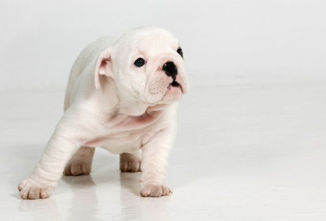 Cucciolo bianco di Bulldog Inglese