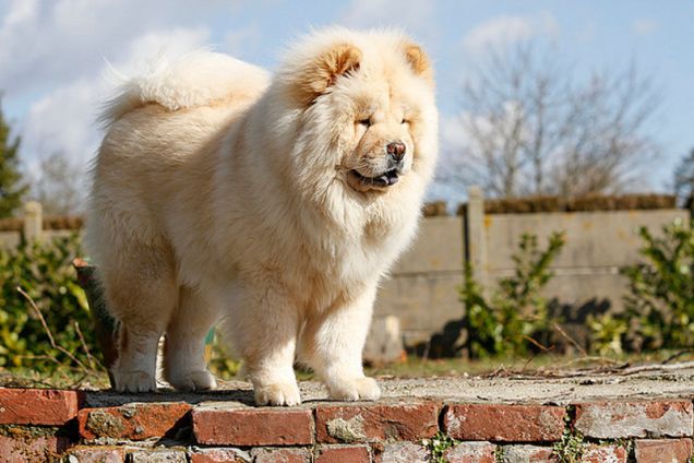 Chow chow color crema