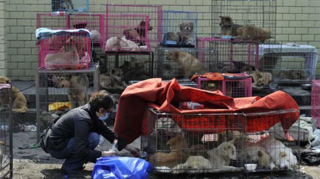 Cina: salvati 900 cani destinati ai ristoranti