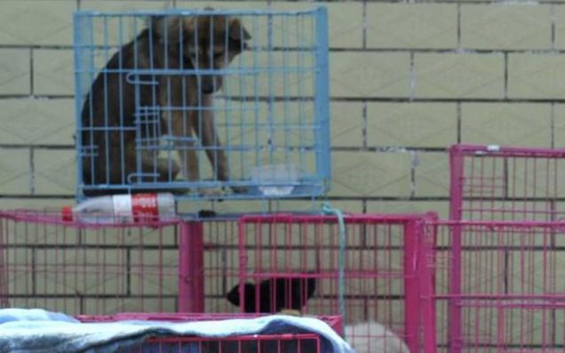 Cina: salvati 900 cani destinati ai ristoranti