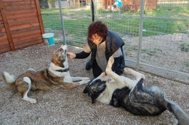 Cani eroi: dall'Afghanistan al rifugio ENPA in Italia