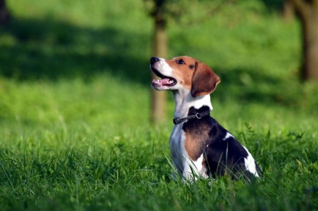 Cane di razza Beagle