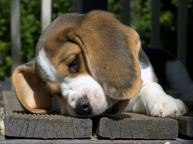 Cucciolo di beagle