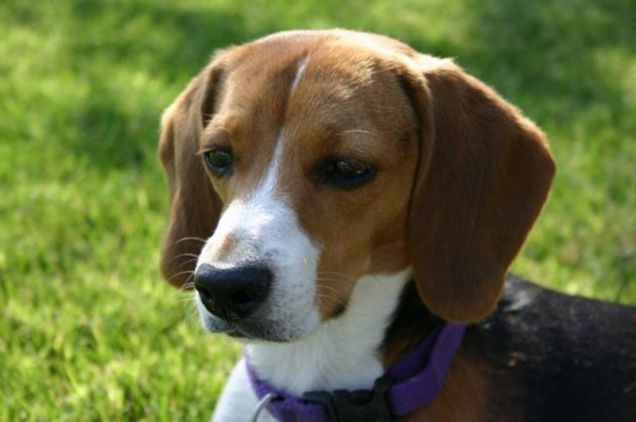 Esemplare di beagle adulto