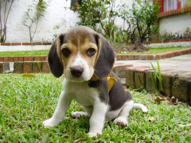 Cucciolo di beagle