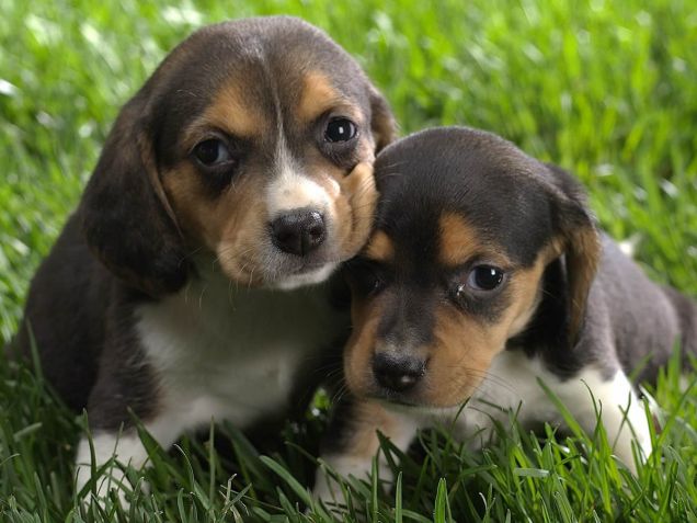 Cuccioli di beagle