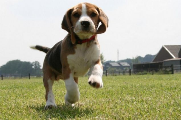Cane di razza beagle