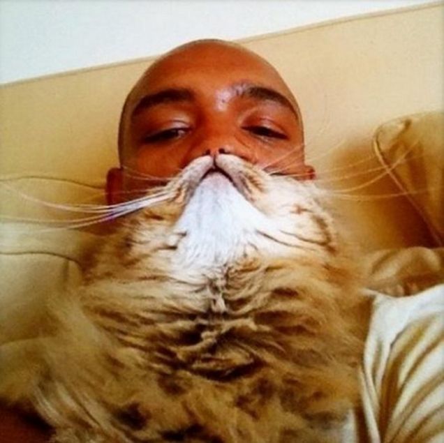 Cat Beard (esempio)