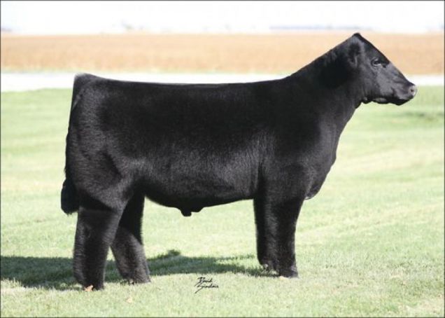 Mucca manto soffice - 'fluffy cows'