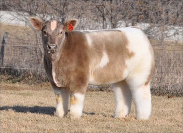Mucca manto soffice - 'fluffy cows'
