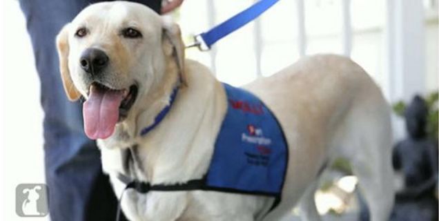 Storia di un cane labrador, guarito dal cancro e rinato con la pet-therapy
