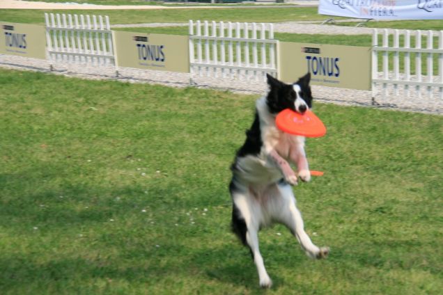 Cane che gioca con Frisbee