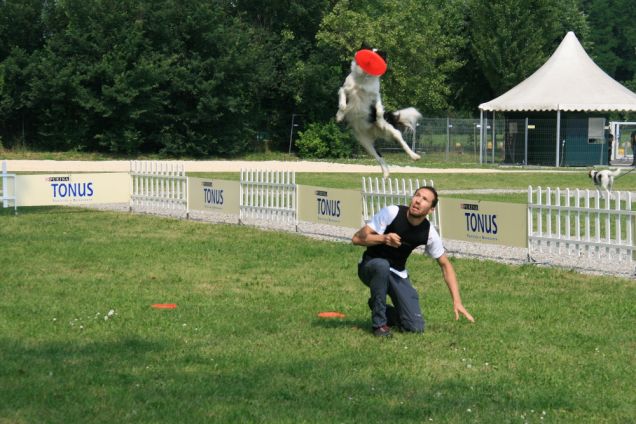 Cane che gioca con Frisbee