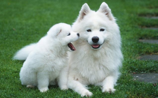Cani di razza samoiedo: cucciolo e adulto