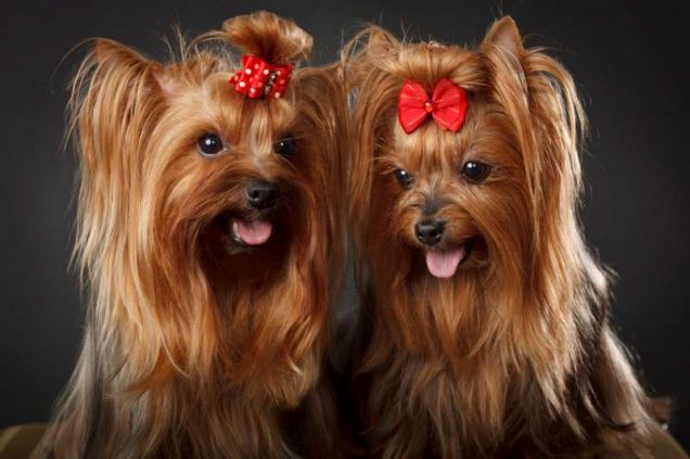 Due femmine di razza Yorkshire Terrier
