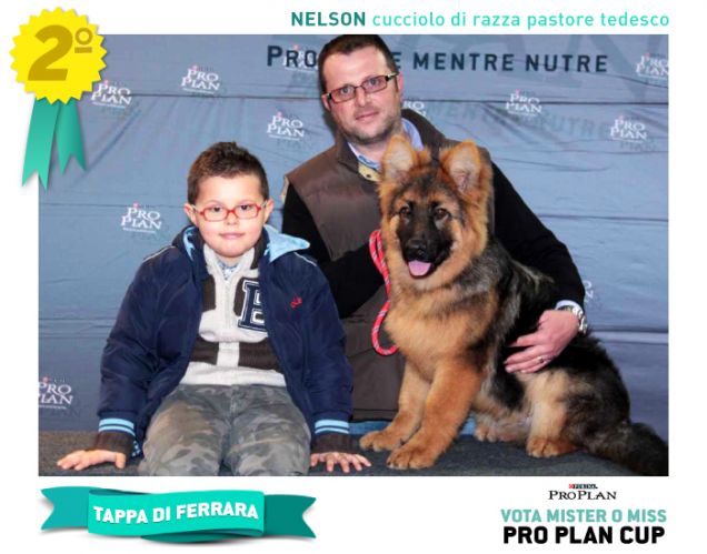 Cartoline dei cuccioli - PRO PLAN Cup Ferrara