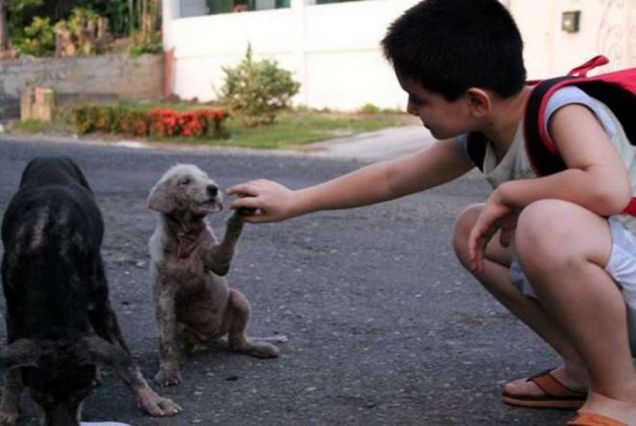Bimbo sfama cani randagi nei quartieri poveri di Manila
