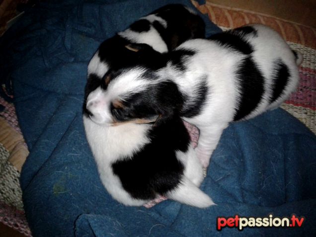 Pepe, cucciolo di Jack Russell