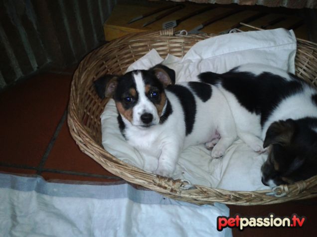 Pepe, cucciolo di Jack Russell