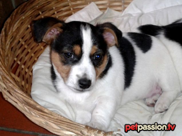 Pepe, cucciolo di Jack Russell