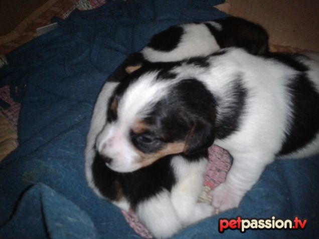 Pepe, cucciolo di Jack Russell