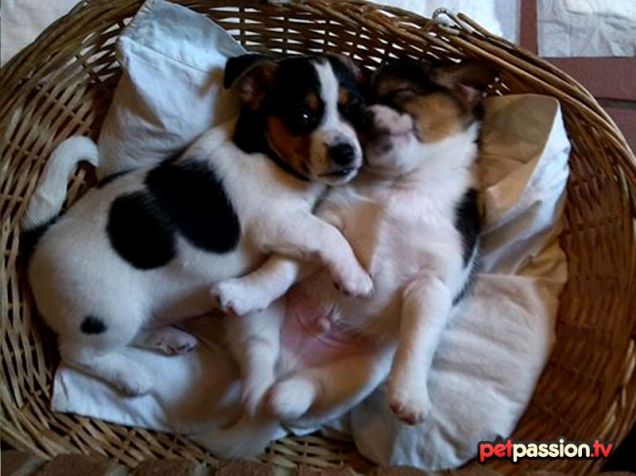 Pepe, cucciolo di Jack Russell