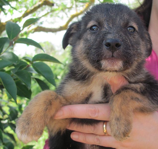 Cuccioli di cane in adozione in Sicilia