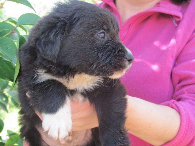 Cuccioli di cane in adozione in Sicilia