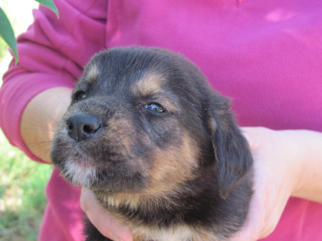 Cuccioli di cane in adozione in Sicilia