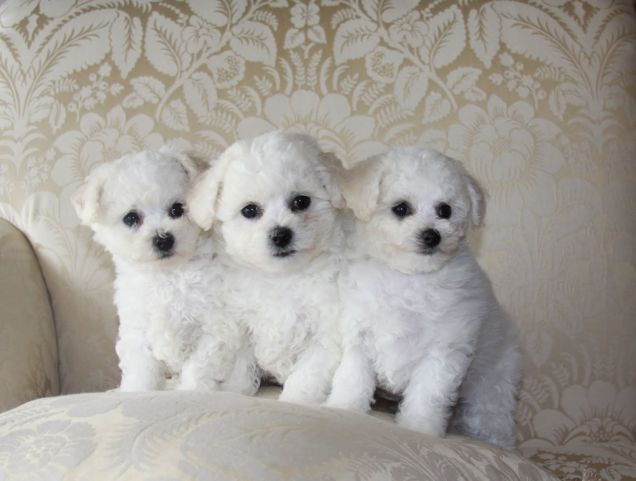Tre dolcissimi cuccioli di Bichon Frisé