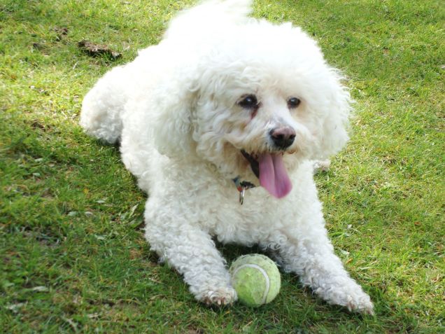 Esemplare di cane Bichon Frisé che gioca con una pallina