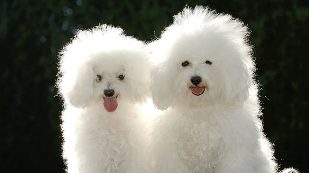 Due simpatici cani di razza Bolognese