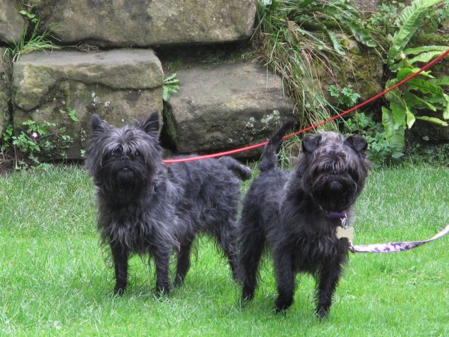 Due cuccioli di razza Affenpinscher a passeggio