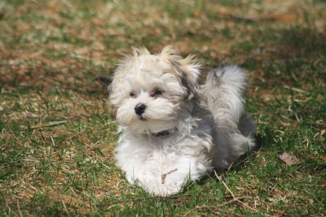 Un cucciolo di cane Bichon Avanese corre all'aperto