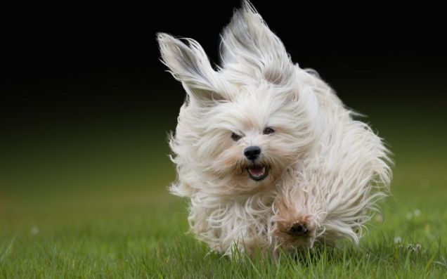 Un cane di razza Bichon Avanese in corsa