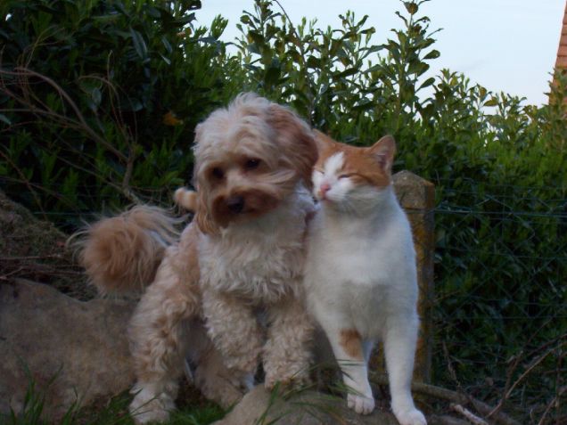 Un cane di razza Bichon Avanese e il suo amico gatto