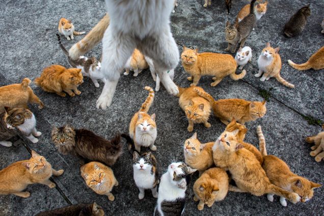Cat Island: l'isola dei gatti